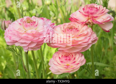 Ranunculus asiaticus en fleurs fleurs du cultivar dans un jardin de fleurs coupées en avril. Banque D'Images