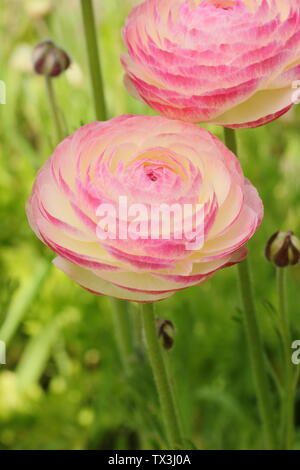 Ranunculus asiaticus en fleurs fleurs du cultivar dans un jardin de fleurs coupées en avril. Banque D'Images