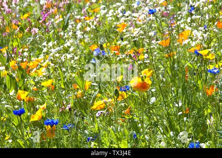 Schleswig, Deutschland. 22 Juin, 2019. 22.06.2019, un lit arrangé avec de nombreuses fleurs sauvages colorées à l'Kalberteich à Schleswig. Les fleurs sauvages ont été plantés pour les insectes. Utilisation dans le monde entier | Credit : dpa/Alamy Live News Banque D'Images