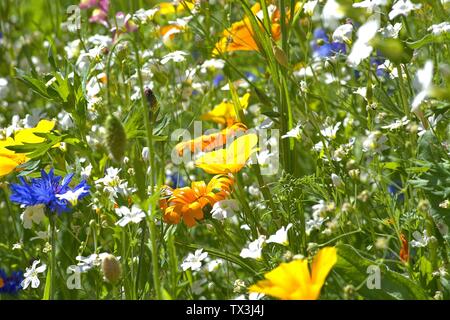 Schleswig, Deutschland. 22 Juin, 2019. 22.06.2019, un lit arrangé avec de nombreuses fleurs sauvages colorées à l'Kalberteich à Schleswig. Les fleurs sauvages ont été plantés pour les insectes. Utilisation dans le monde entier | Credit : dpa/Alamy Live News Banque D'Images