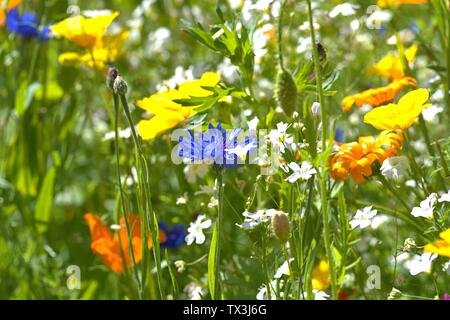 Schleswig, Deutschland. 22 Juin, 2019. 22.06.2019, un lit arrangé avec de nombreuses fleurs sauvages colorées à l'Kalberteich à Schleswig. Les fleurs sauvages ont été plantés pour les insectes. Photo : afp/Alamy Live News Banque D'Images