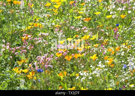 Schleswig, Deutschland. 22 Juin, 2019. 22.06.2019, un lit arrangé avec de nombreuses fleurs sauvages colorées à l'Kalberteich à Schleswig. Les fleurs sauvages ont été plantés pour les insectes. Utilisation dans le monde entier | Credit : dpa/Alamy Live News Banque D'Images