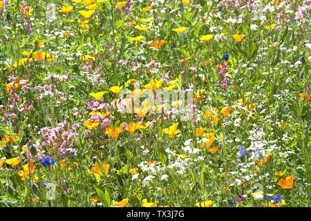 Schleswig, Deutschland. 22 Juin, 2019. 22.06.2019, un lit arrangé avec de nombreuses fleurs sauvages colorées à l'Kalberteich à Schleswig. Les fleurs sauvages ont été plantés pour les insectes. Photo : afp/Alamy Live News Banque D'Images