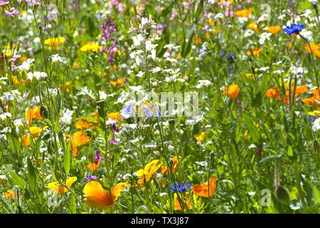 Schleswig, Deutschland. 22 Juin, 2019. 22.06.2019, un lit arrangé avec de nombreuses fleurs sauvages colorées à l'Kalberteich à Schleswig. Les fleurs sauvages ont été plantés pour les insectes. Utilisation dans le monde entier | Credit : dpa/Alamy Live News Banque D'Images