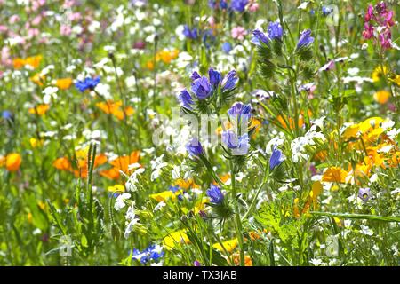 Schleswig, Deutschland. 22 Juin, 2019. 22.06.2019, un lit arrangé avec de nombreuses fleurs sauvages colorées à l'Kalberteich à Schleswig. Les fleurs sauvages ont été plantés pour les insectes. Utilisation dans le monde entier | Credit : dpa/Alamy Live News Banque D'Images