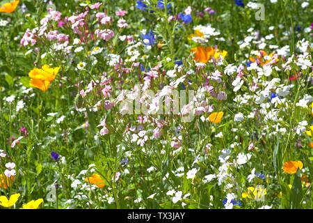 Schleswig, Deutschland. 22 Juin, 2019. 22.06.2019, un lit arrangé avec de nombreuses fleurs sauvages colorées à l'Kalberteich à Schleswig. Les fleurs sauvages ont été plantés pour les insectes. Photo : afp/Alamy Live News Banque D'Images