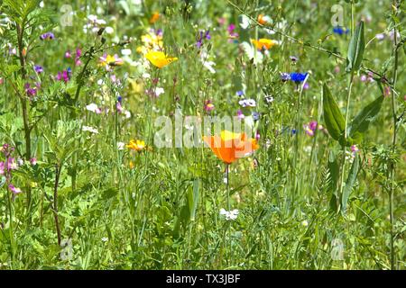 Schleswig, Deutschland. 22 Juin, 2019. 22.06.2019, un lit arrangé avec de nombreuses fleurs sauvages colorées à l'Kalberteich à Schleswig. Les fleurs sauvages ont été plantés pour les insectes. Utilisation dans le monde entier | Credit : dpa/Alamy Live News Banque D'Images