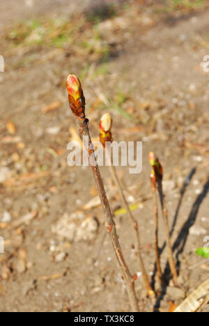 Châtaignier bourgeons du printemps, journée ensoleillée, l'arrière-plan flou floue Banque D'Images