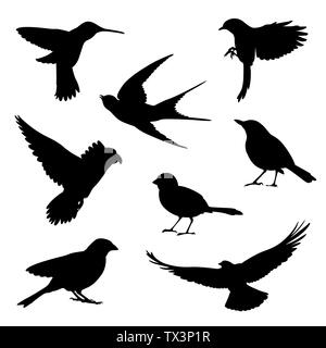 Illustration silhouette d'oiseaux sur fond blanc Banque D'Images