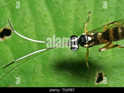 La macro photographie de guêpe mouche Ichneumon Antennes en noir et blanc sur feuille verte Banque D'Images