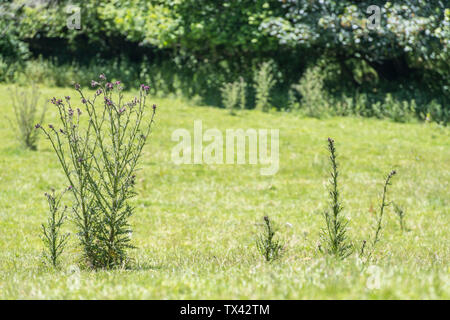 Marsh Chardon Cirsium palustre commence à fleurir. Pousse 6-7ft de haut se répandre que mûrit pendant la saison de croissance. Tiges comestibles. Métaphore douloureuse. Banque D'Images