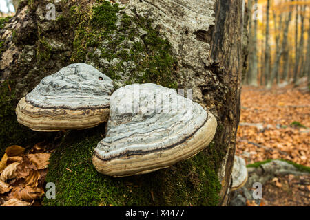 Chaga champignons sur le tronc hêtre Banque D'Images
