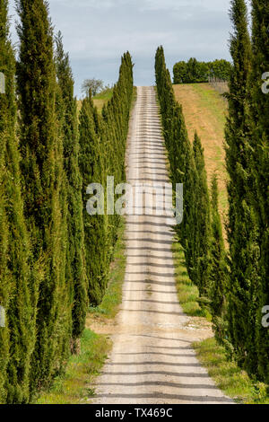 Italie, Toscane, chemin de campagne avec des cyprès Banque D'Images