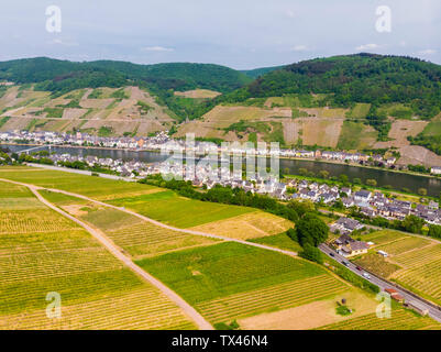 Allemagne, Rhénanie-Palatinat, Zell an der Mosel, vignobles Banque D'Images