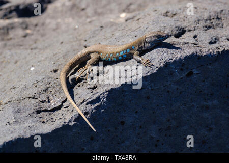 Espagne, Canaries, Lanzarote, l'Atlantique, lézard Gallotia atlantica Banque D'Images