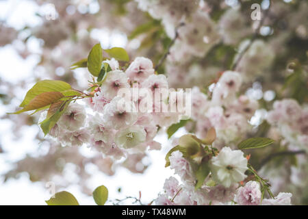 Allemagne, Saxe, Dresde, fleurs d'amandier, Prunus triloba Banque D'Images