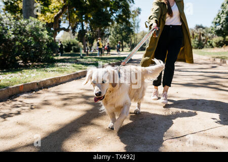 Portrait de Labrador Retriever passerelles va dans city park avec Mistress Banque D'Images