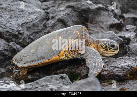 USA, Hawaii, Big Island, tortue de mer verte sur Punalu'u Black Sand Beach Banque D'Images