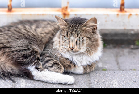 Close-up fluffy Street Cat allongé sur une route en ville Banque D'Images