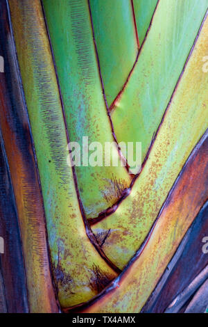 La Digue, Seychelles, Madagascar palm, close-up Banque D'Images