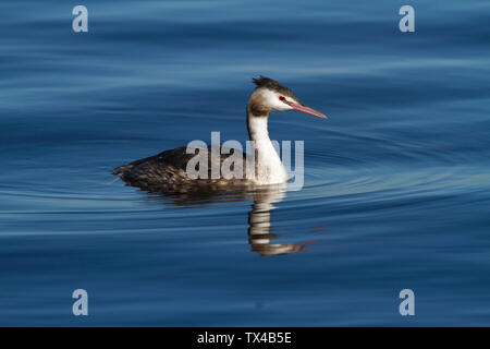 Allemagne, Bavière, Chiemsee, grèbe huppé sur l'eau Banque D'Images