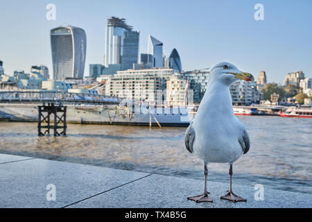 UK, Londres, mouette en face de Tamise et skyline Banque D'Images