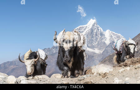 Solo Khumbu, Népal, Everest, Chukkung, Yaks d Banque D'Images