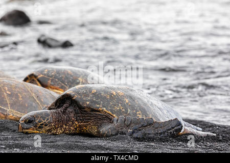 USA, Hawaii, Big Island, tortues de mer vertes sur Punalu'u Black Sand Beach Banque D'Images