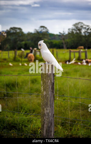 Un oiseau de corella blanc assis sur une clôture en bois sur une ferme en Australie Banque D'Images