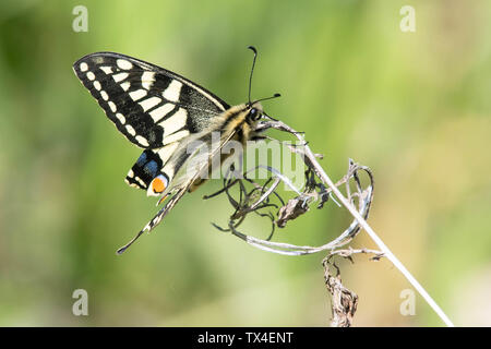 Papillon machaon - Papilio machaon britannicus - mai 2019, avec l'aile endommagée, Réserve Naturelle des Marais de Rockland, Norfolk, England, UK Banque D'Images