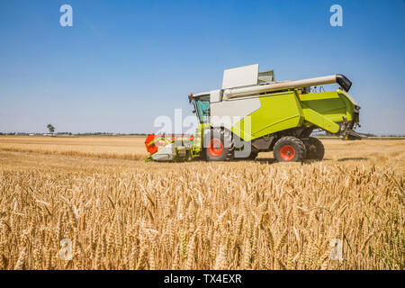 L'Autriche, Burgenland, moissonneuse-batteuse, sur un champ de blé Banque D'Images