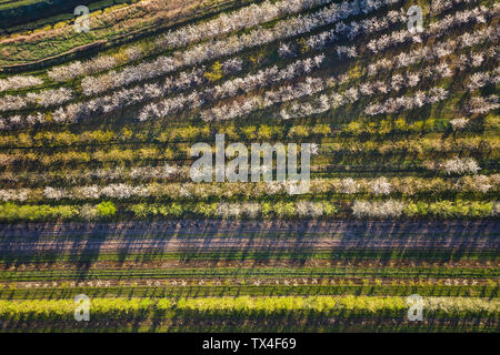 Rangées de cerisiers dans un verger au printemps, vue aérienne