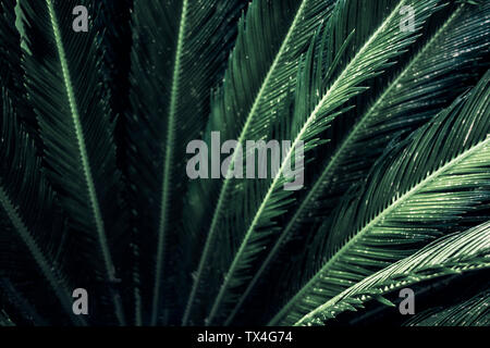 Close-up de feuilles d'un palmier sagou, Cycas revoluta Banque D'Images