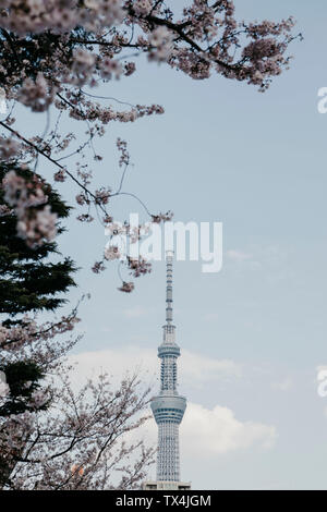 Japon, Tokyo, Tokyo Skytree et cerisiers en fleurs vu de Asakusa Banque D'Images