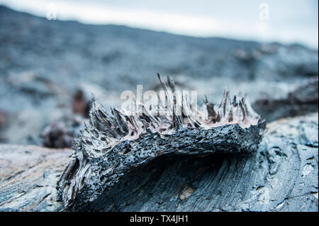 Lave froide après une éruption du volcan Tolbachik, Kamchatka, Russie Banque D'Images