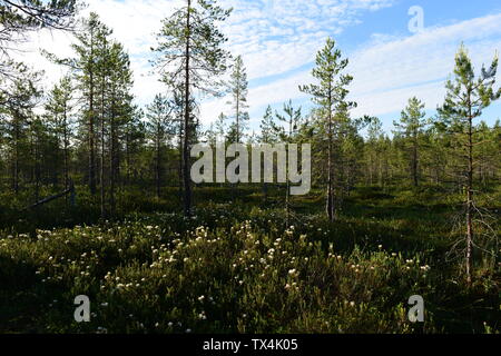 Romarin sauvage dans la floraison en été dans un marais de la forêt sous un ciel du matin bleu Banque D'Images