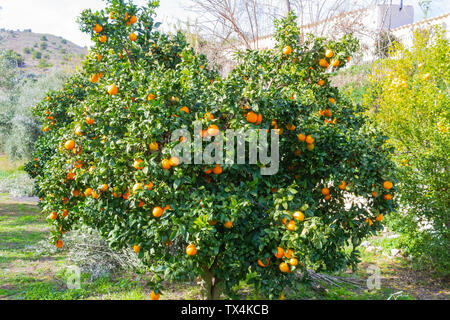 × Citrus sinensis, Orange Tree chargés de fruits, prête à être cueillie Banque D'Images