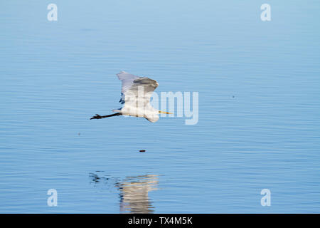 Allemagne, Bavière, Chiemsee, grande aigrette en vol Banque D'Images