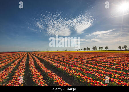 L'Allemagne, le paysage avec des champs de tulipes Banque D'Images