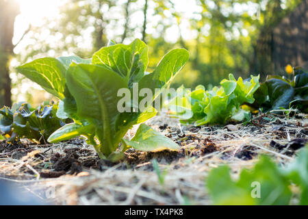 Le jardinage biologique, sur lit de salade paillés Banque D'Images