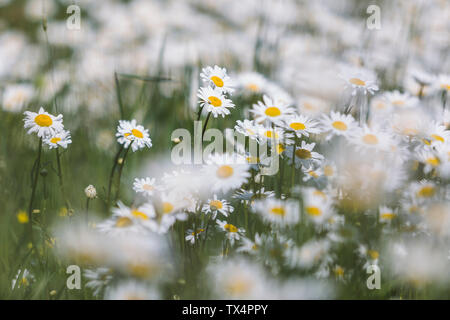 Marguerites blanches sur une prairie humide Banque D'Images