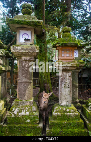 Le Japon, Kansai, Nara, Deer et toro lanternes en pierre dans l'Unesco world heritage sight Banque D'Images