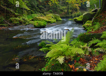 République tchèque, la Suisse, Ticha Souteska près de Hrensko, rivière Kamnitz dans le Edmundsklamm avec des rochers de grès couvertes de mousse Banque D'Images