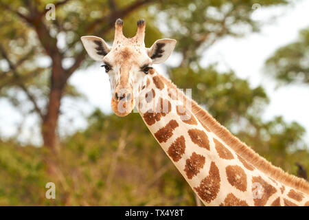 L'Afrique, l'Ouganda, de Fort Portal, Elizabeth National Park, portrait d'une girafe Banque D'Images