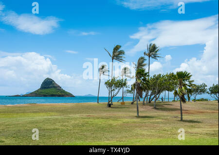 Hawaii, Oahu, meadow et palmiers derrière Kualoa beach Banque D'Images