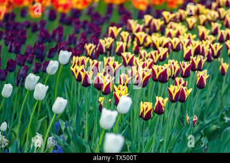 Multi colored field avec rouge, jaune, violet foncé et blanc de tulipes Tulip Festival. Photo utile pour la conception web et qu'un ordinateur papier peint. Banque D'Images