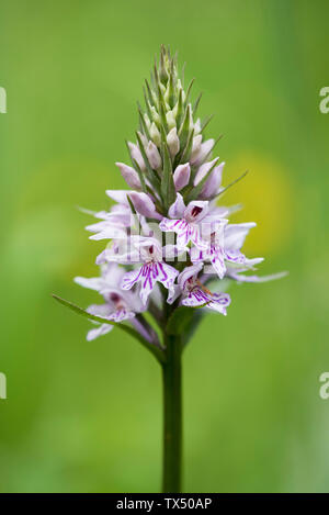 Fleur de la politique repéré de Dactylorhiza fuchsii, Peak District, Angleterre Banque D'Images