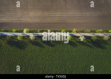 Champs et blossoming cherry trees in spring, vue aérienne Banque D'Images