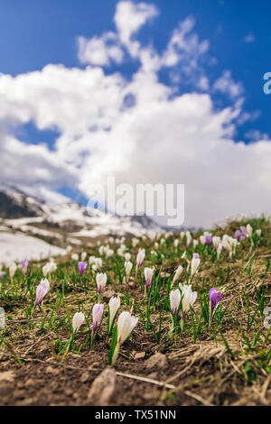 L'Italie, Trentin-Haut-Adige, San Pellegrino, champ avec des fleurs crocus Mauve et blanc et de la fonte des neiges Banque D'Images