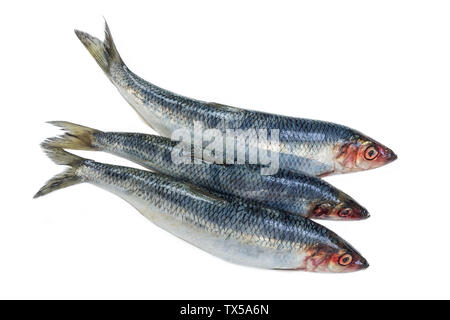 Trois poissons hareng frais isolé sur fond blanc Banque D'Images